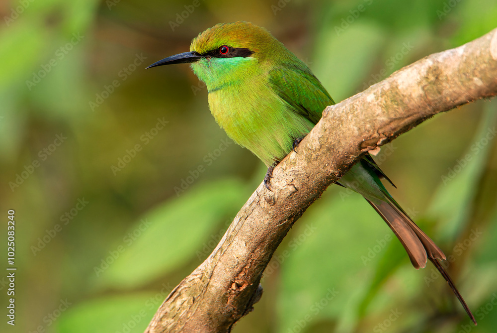 Obraz premium bee eater bird