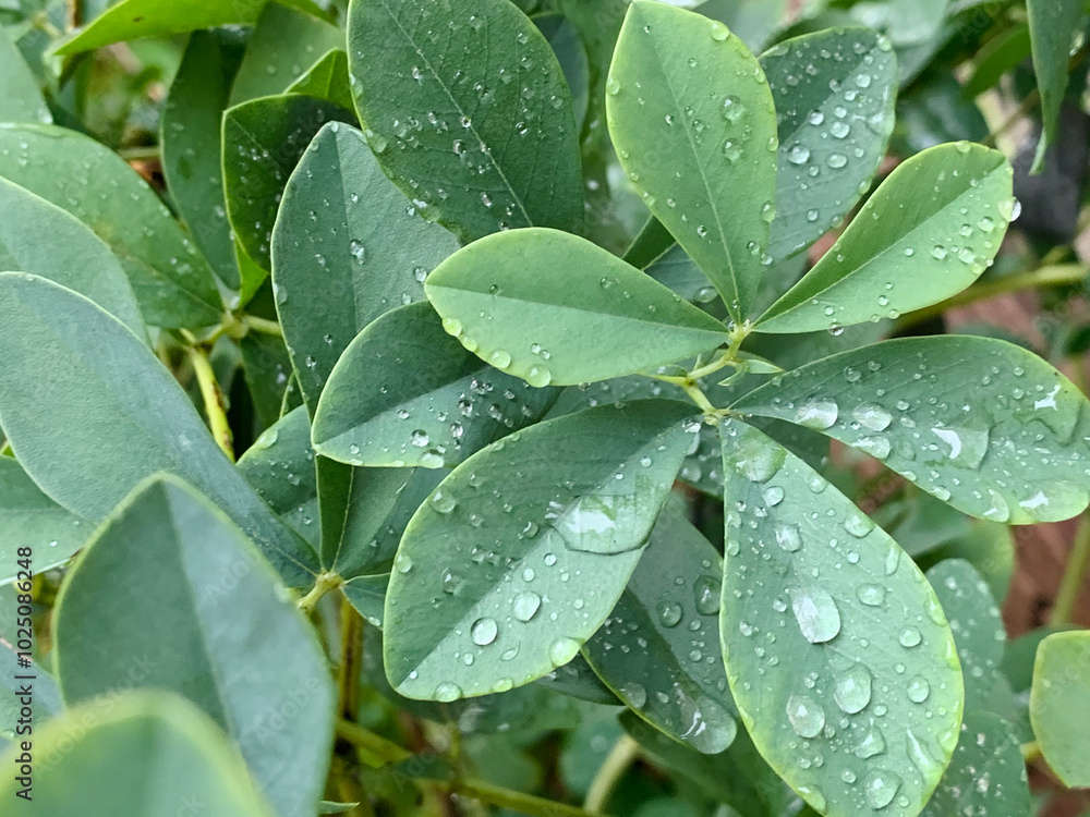 rain drops on leaves rain drops on leaves