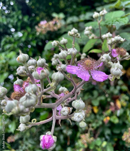 Blüten der Brombeere (Rubus) photo