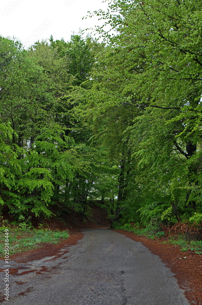 Part of a beautiful landscape of a spring beech centuries-old forest with a road in Plana mountain, Bulgaria Part of a beautiful landscape of a spring beech centuries-old forest with a road in Plana mountain, Bulgaria