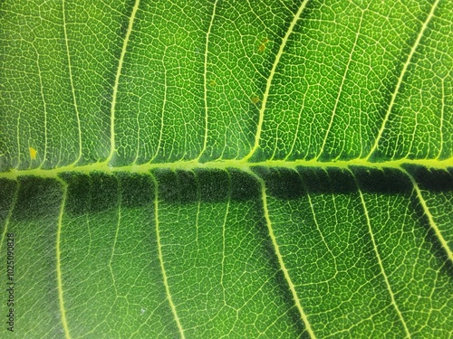 Full Frame photo of green leaf of mango jasmine or frangipani (Plumeria rubra)