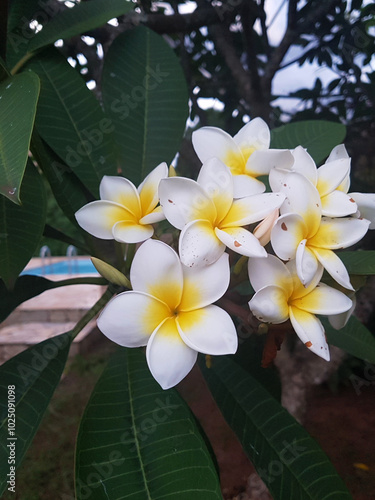 Plumeria or frangipani flower in a garden