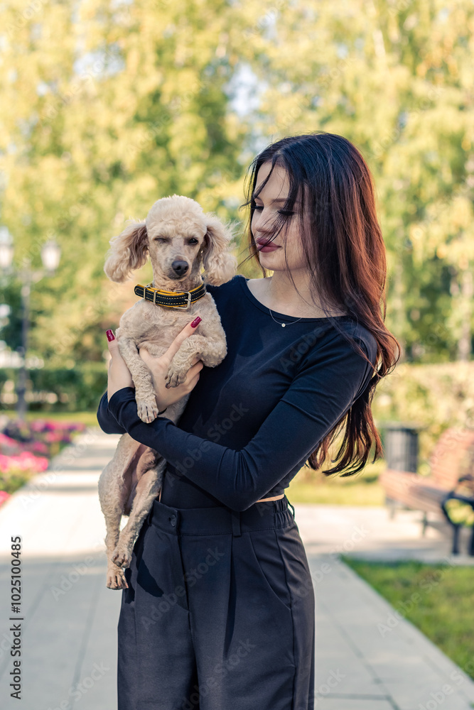 A poodle in the arms of a girl in black. A poodle in the arms of a girl in black.