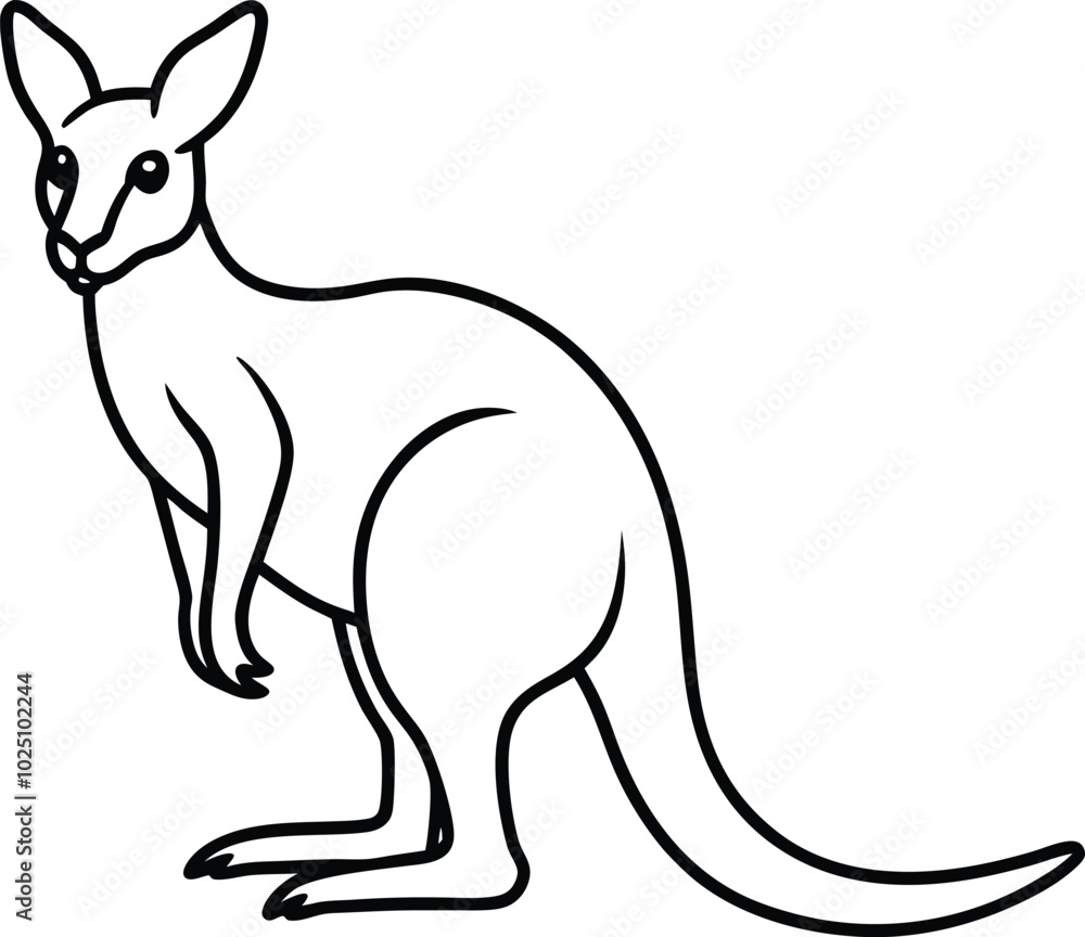 Kangaroo outline or line art or sketch illustration, standing upright with a pouch visible, drawn with clean lines on a white background. Kangaroo outline or line art or sketch illustration, standing upright with a pouch visible, drawn with clean lines on a white background.