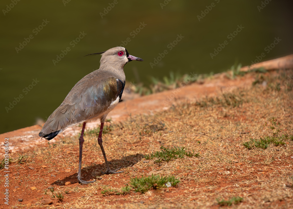 Southern lapwing (Vanellus chilensis) near a lake Southern lapwing (Vanellus chilensis) near a lake