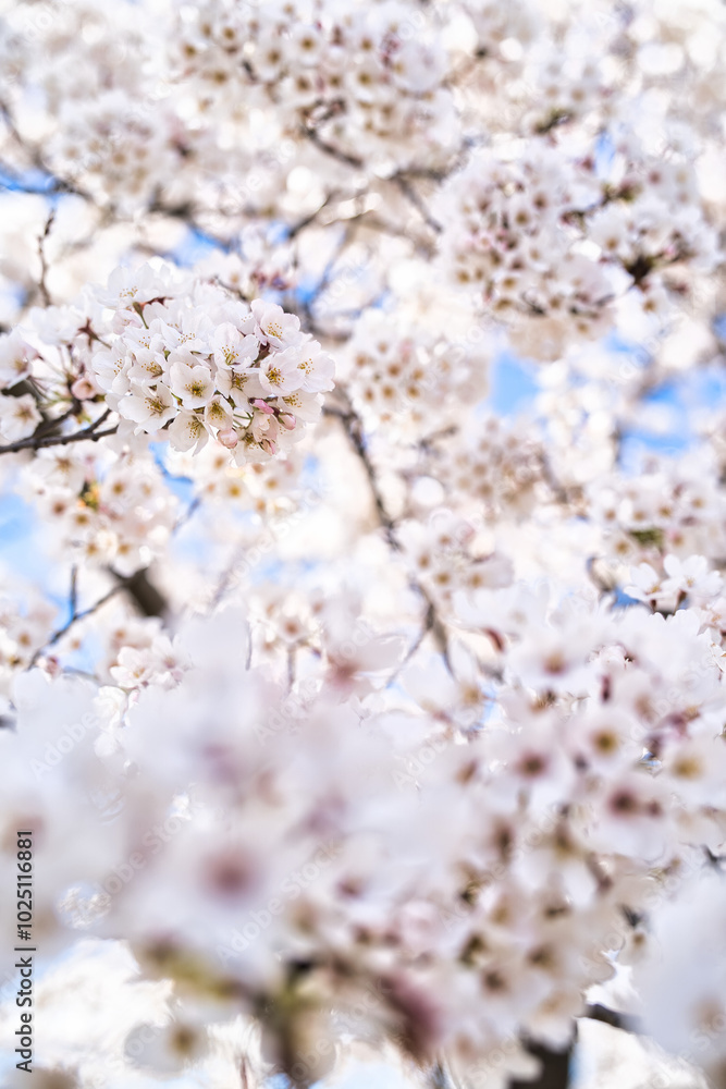 Whispers of Spring: Soft Cherry Blossoms in Full Bloom Whispers of Spring: Soft Cherry Blossoms in Full Bloom