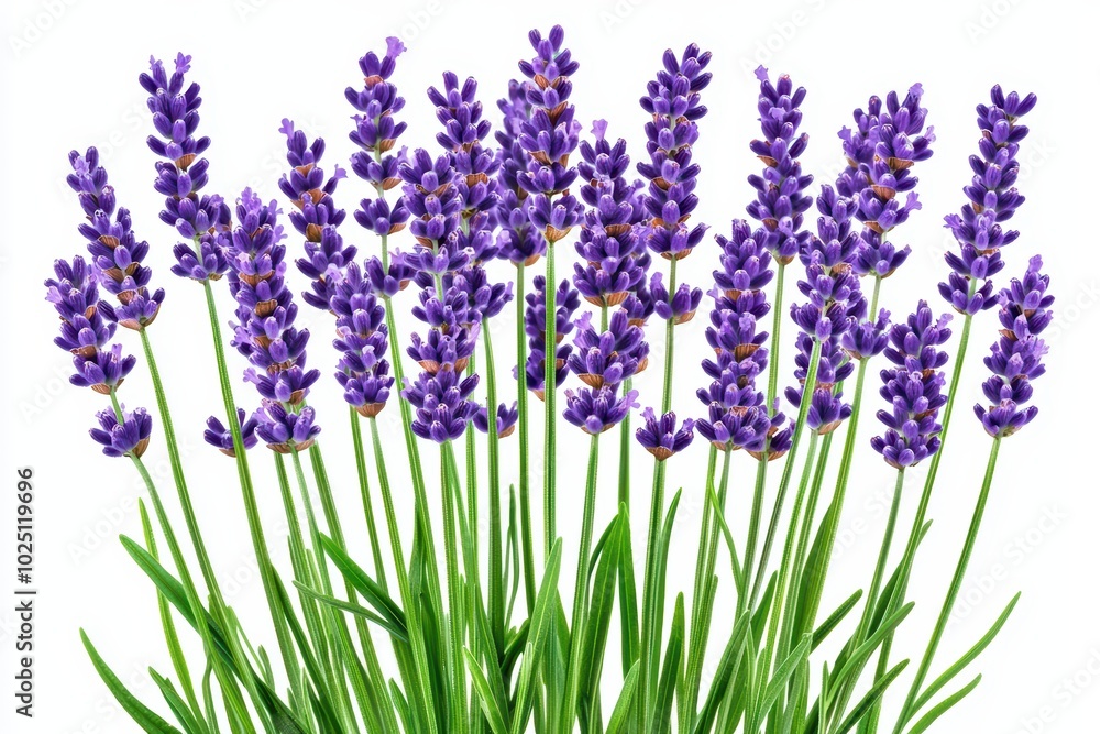 Fototapeta premium Lavender flowers in full bloom, showcasing vibrant purple hues against a white isolated background.