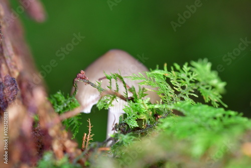 Mushrooms in the forest, macro photography. Brandon Hill, Co. Kilkenny, Ireland