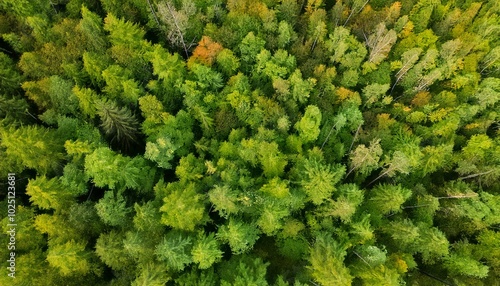 green forest background aerial view