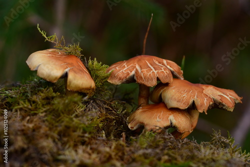 Cuadro en lienzo Mushrooms in the forest, macro photography