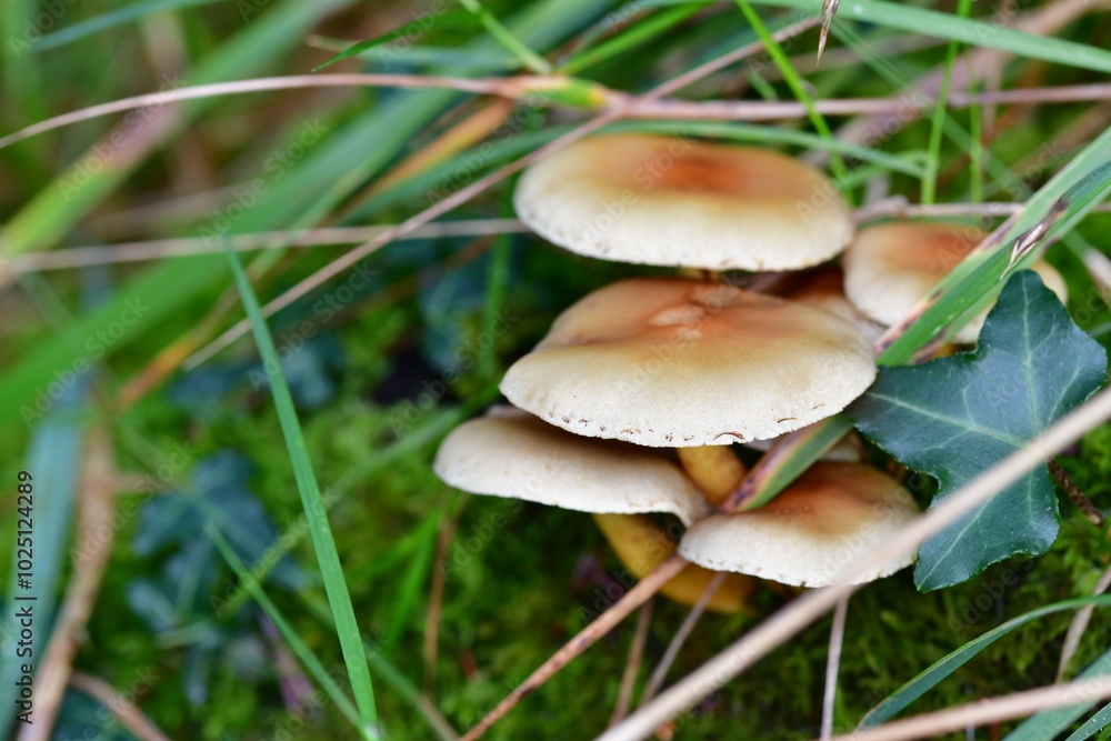 Mushrooms in the forest, macro photography. Brandon Hill, Co. Kilkenny, Ireland Mushrooms in the forest, macro photography. Brandon Hill, Co. Kilkenny, Ireland