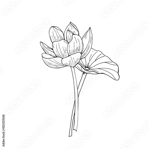 Blooming lotus flower with leaf bouquet vector illustration painted by black inks. Transparent waterlily on stem hand drawn etching drawing composition for cosmetics packaging, stationery