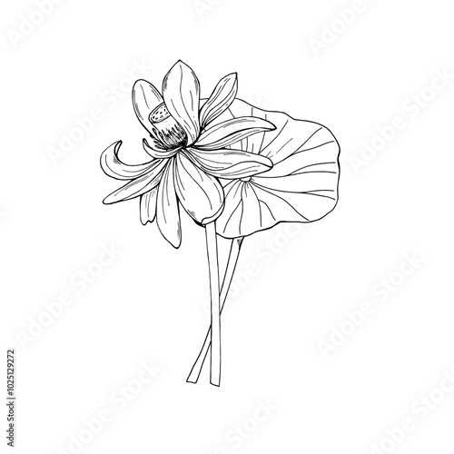 Tropical aqua plant bouquet vector illustration painted by black inks. Lotus or water lily flower on stem hand drawn etching drawing composition for wedding card, birthday, package