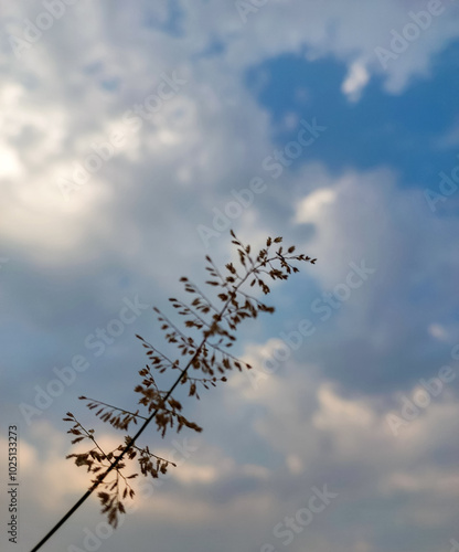 Macro photography of dried grass against cloudy sky background, nature wallpaper