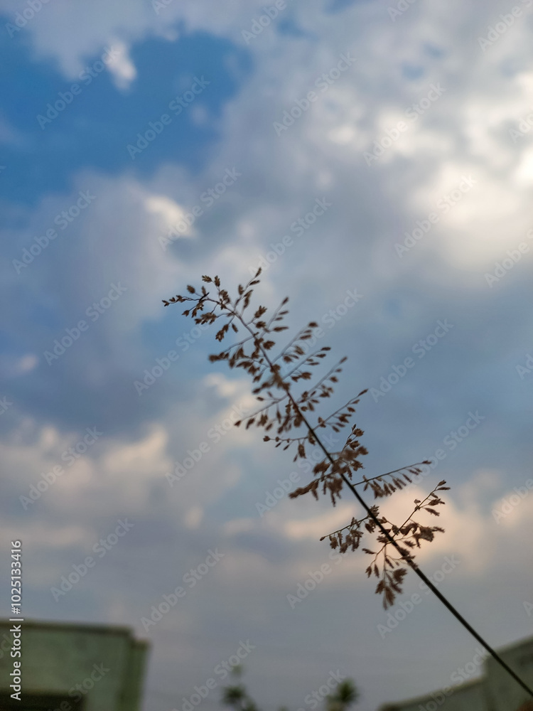 Macro photography of dried grass against cloudy sky background, nature wallpaper Macro photography of dried grass against cloudy sky background, nature wallpaper
