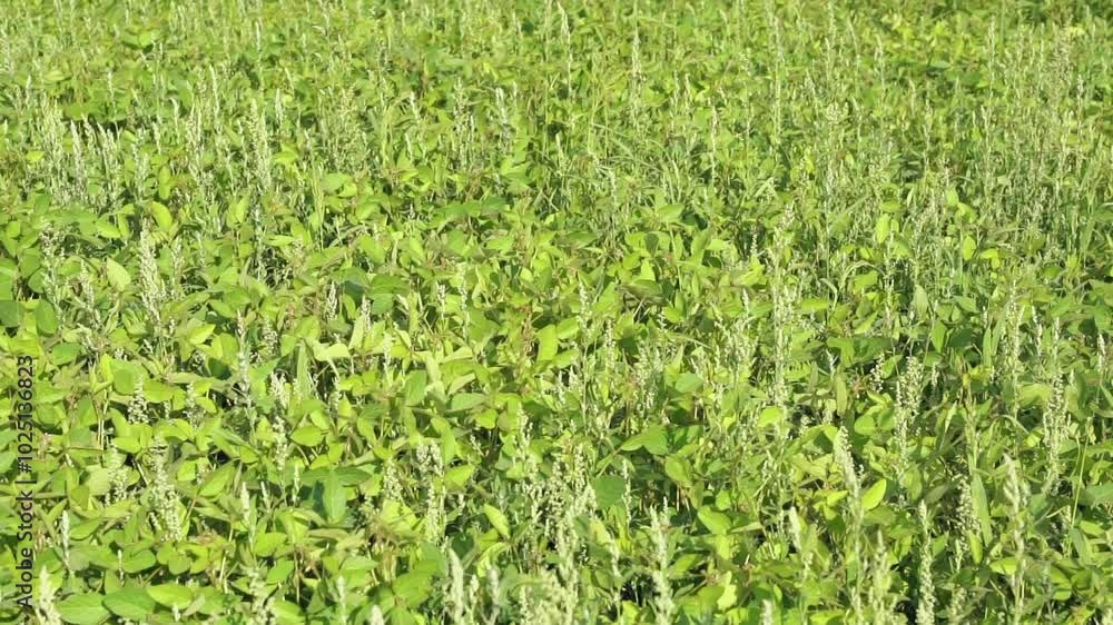 Young ripening soybean plants on field in the sunny summer day sway easily in the wind. Flowering green soybeans grow on farmland. Agricultural plantation landscape - concept of ecology, agriculture Young ripening soybean plants on field in the sunny summer day sway easily in the wind. Flowering green soybeans grow on farmland. Agricultural plantation landscape - concept of ecology, agriculture
