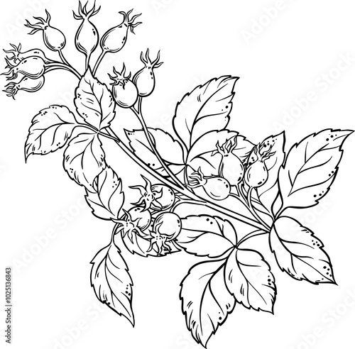 Dog Rose Branch with Berries and Leaves Outline Illustration. Organic natural nutritional healthy food ingredient. 