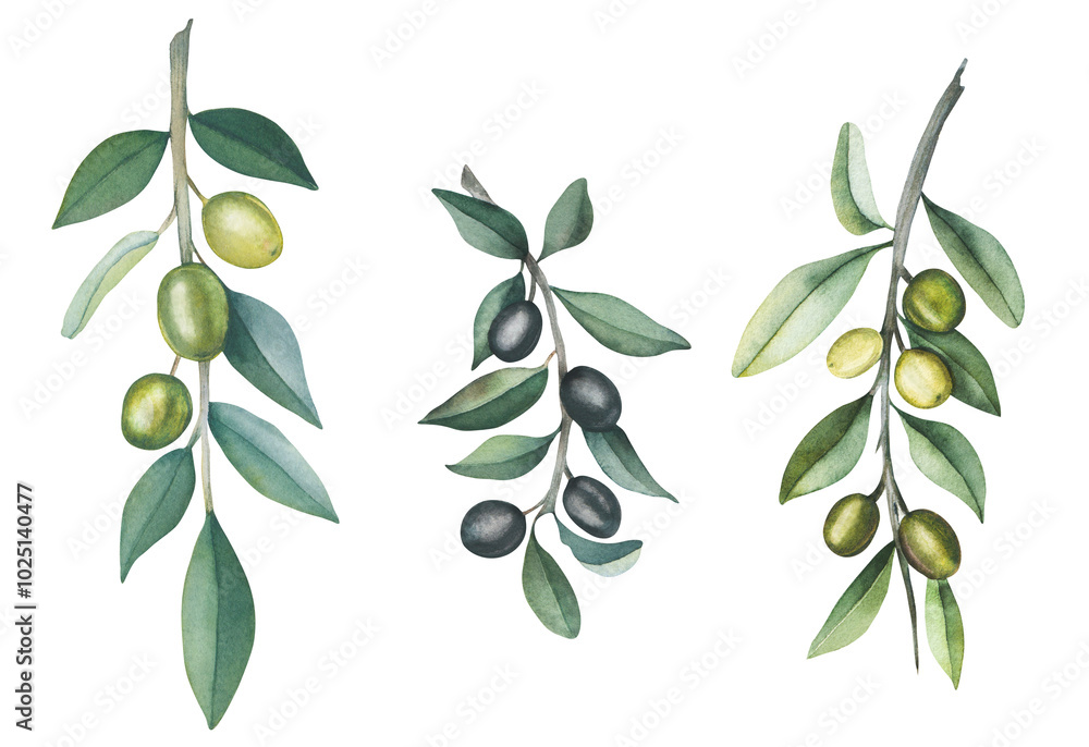 Olive branches with fruits.Watercolor isolated illustration with olive twigs.Beautiful twigs.Hand drawn watercolor Olive branches with fruits.Watercolor isolated illustration with olive twigs.Beautiful twigs.Hand drawn watercolor