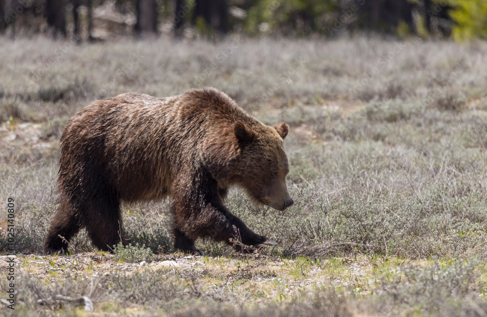 Grizzly Bear in Grand Teton National Park Wyoming in Springtime Grizzly Bear in Grand Teton National Park Wyoming in Springtime