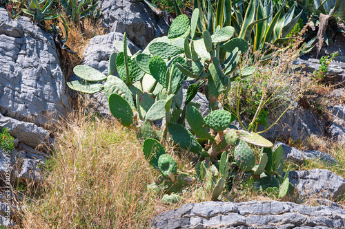 Prickly pear cactus, Opuntia, on a rocky mountainside at the Ligurian coast, Italy photo