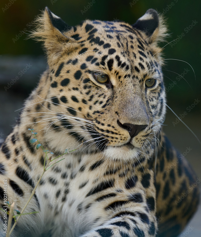 Portrait of an adult leopard, the animal looks away Portrait of an adult leopard, the animal looks away