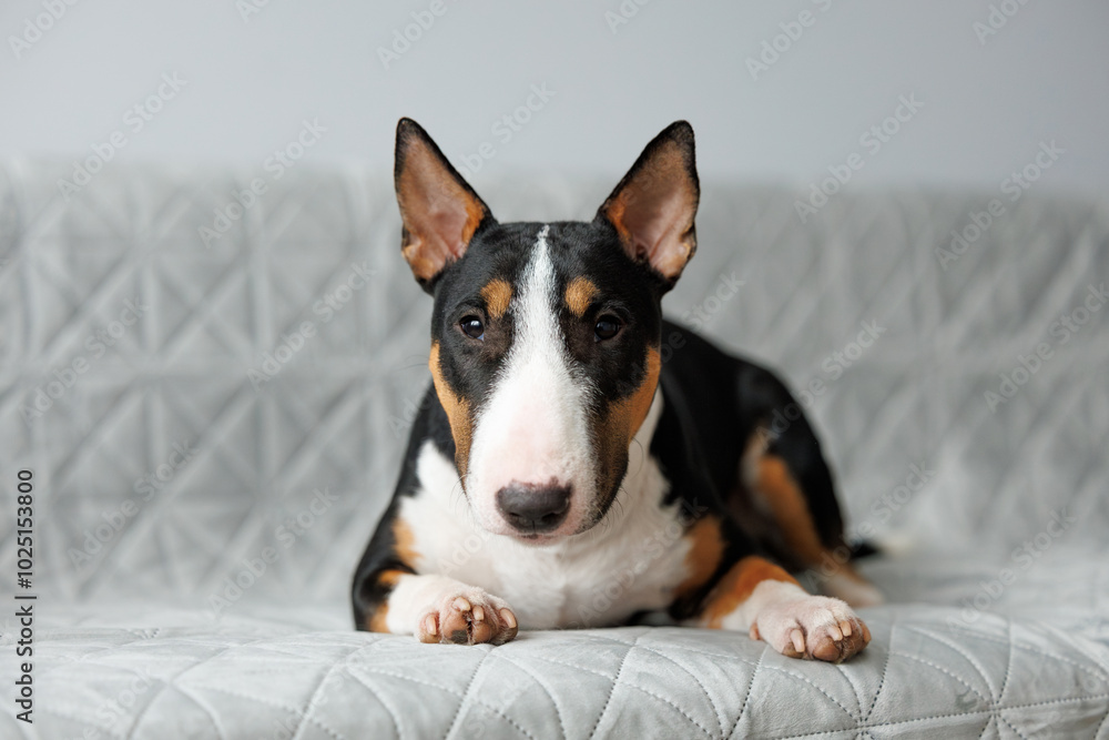 cute bull terrier dog lying down on a bed indoors cute bull terrier dog lying down on a bed indoors