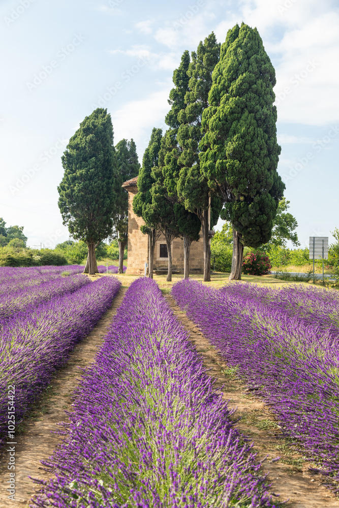 Lavender lines in Italy. Tuscany coutryside scenery landscape at sunset with sky and clouds.