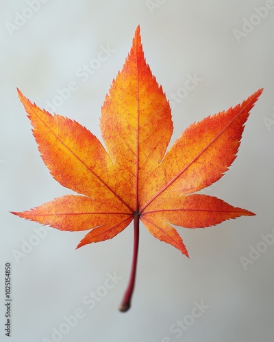 A vibrant red Japanese maple leaf with pointed lobes, isolated on white background  photo