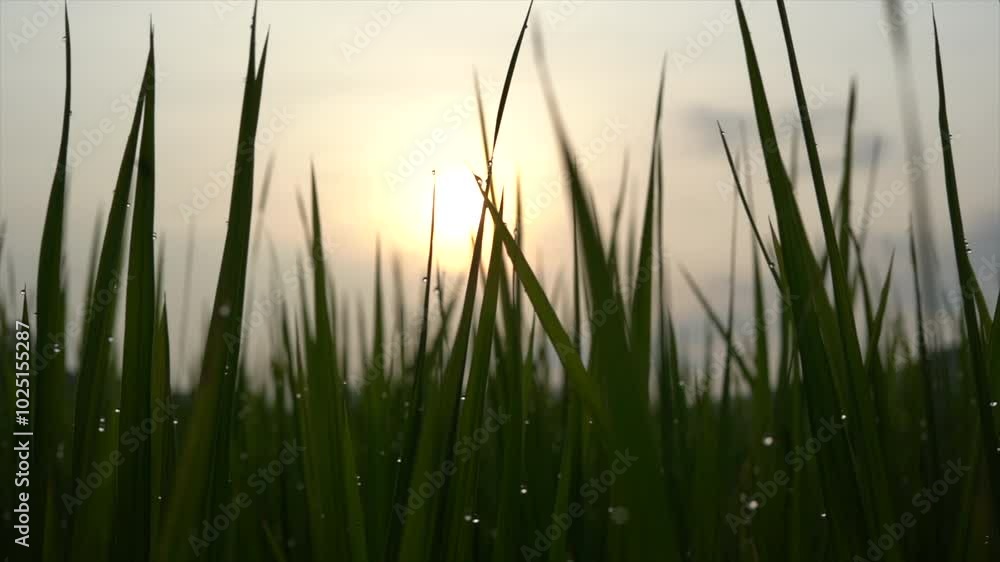 Dew on grass and the morning sun Dew on grass and the morning sun