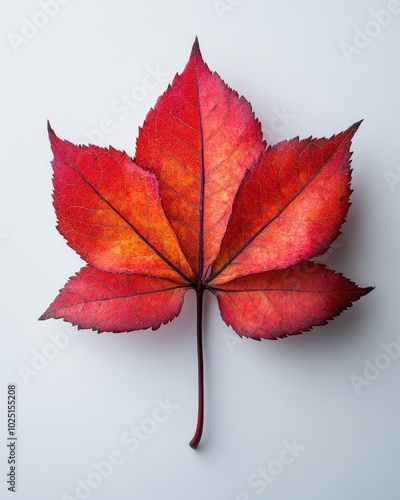 A vibrant red Japanese maple leaf with pointed lobes, isolated on white background  photo