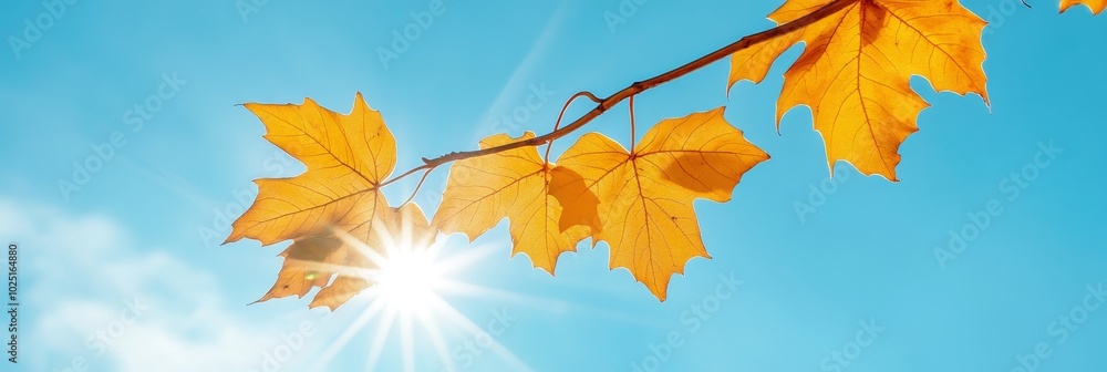 Obraz premium A beautiful image of golden autumn leaves against a bright blue sky, representing the changing seasons, nature's beauty, hope, and new beginnings.