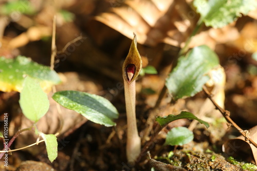 Cryptocoryne beckettii in Sri Lanka photo