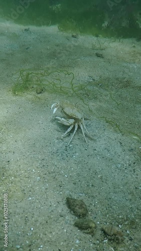 Vertical video, Camera moving forwards approaching close to Swimming Crab (Liocarcinus holsatus) crab runs away, Slow motion photo