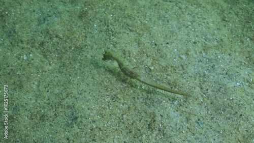 Long Snouted Seahorse (Hippocampus guttulatus) swimming close above sand seabed, Slow motion  photo