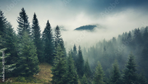 Misty morning in a dense forest with evergreen trees shrouded in fog near a mountain range at dawn