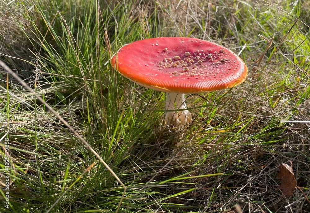 Mushrooms in the forest? It is autumn !