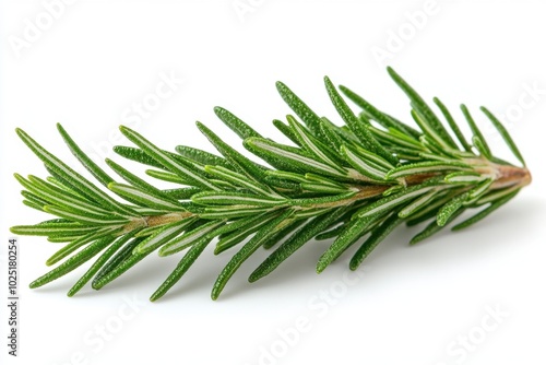 A single rosemary leaf with a narrow, needle-like shape, isolated on white background 