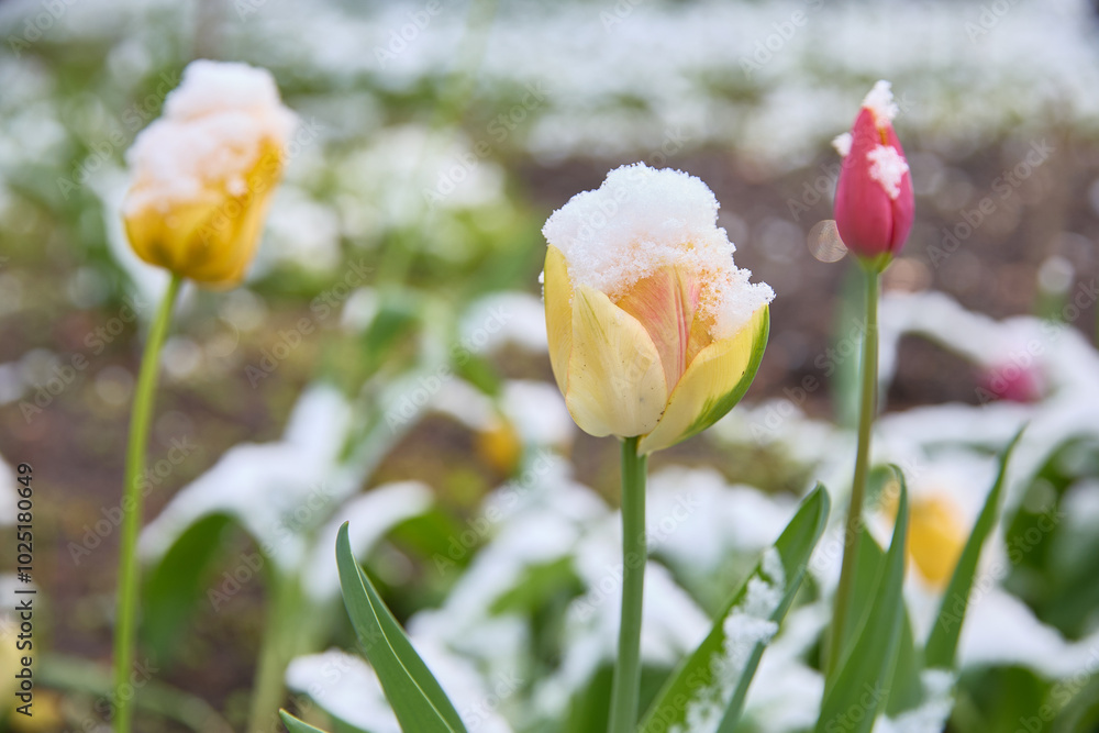 Tulips after a snowfall. The problem of ecology and climate change. Uncontrollable elements and climate weapons. Tulips after a snowfall. The problem of ecology and climate change. Uncontrollable elements and climate weapons.