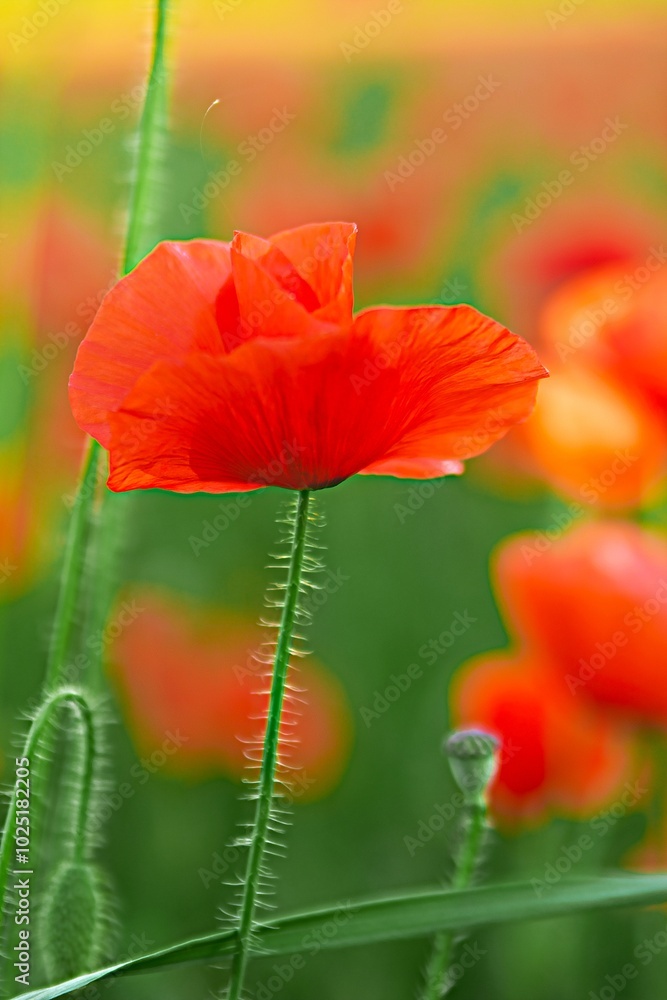 Fototapeta premium Mohnblumen
