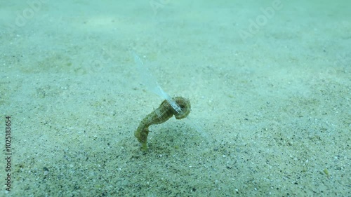 Seahorse Hippocampus sits on sandy bottom with its tail wrapped around a plastic spoon, Slow Motion of Sea horse with plastic spoon in the seabed, Plastic pollution of the Ocean
 photo