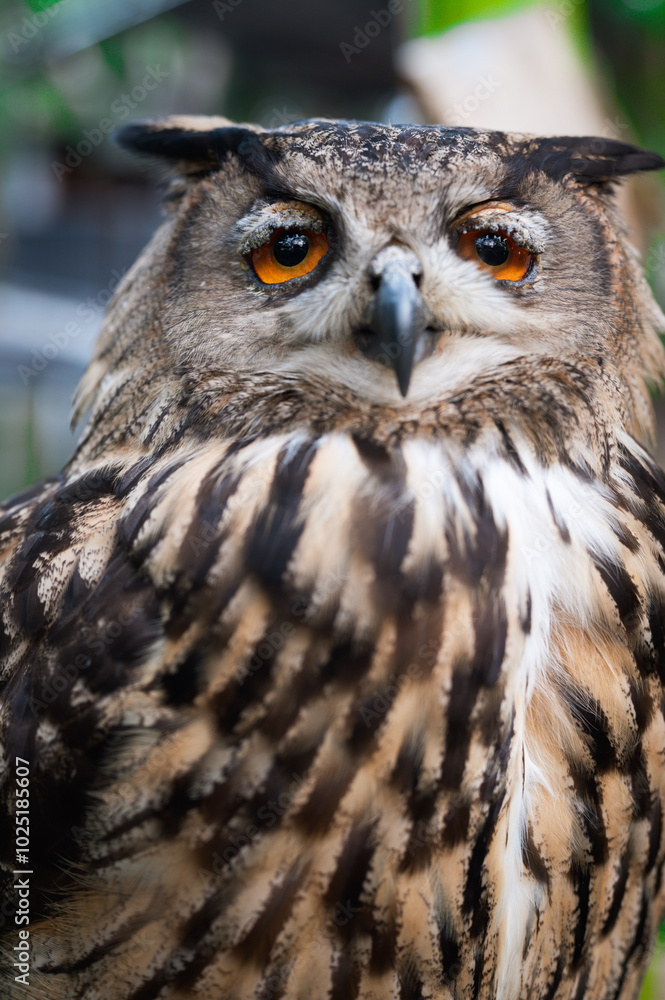 Magnificent close-up of a majestic owl perched in a lush forest during daylight hours Magnificent close-up of a majestic owl perched in a lush forest during daylight hours