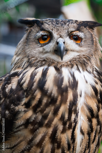 Magnificent close-up of a majestic owl perched in a lush forest during daylight hours