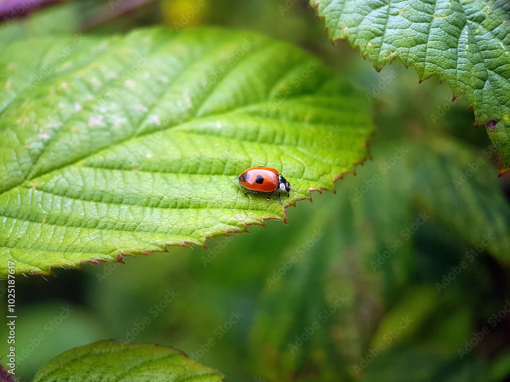 beetle on leaf summer beetle on leaf summer