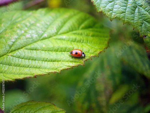 beetle on leaf summer