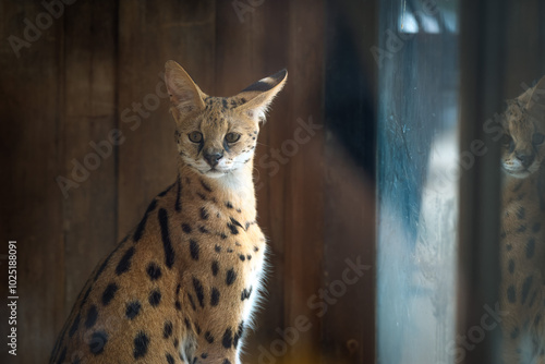 A serval gazes thoughtfully from its enclosure during a sunny afternoon at a wildlife sanctuary