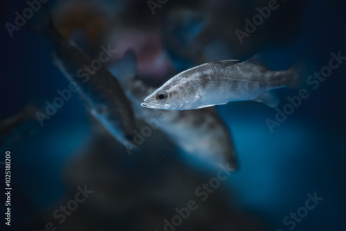 Giant sea bass swimming gracefully through crystal-clear waters in a vibrant marine habitat during daylight hours