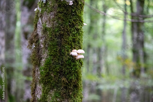 mushroom in the forest photo