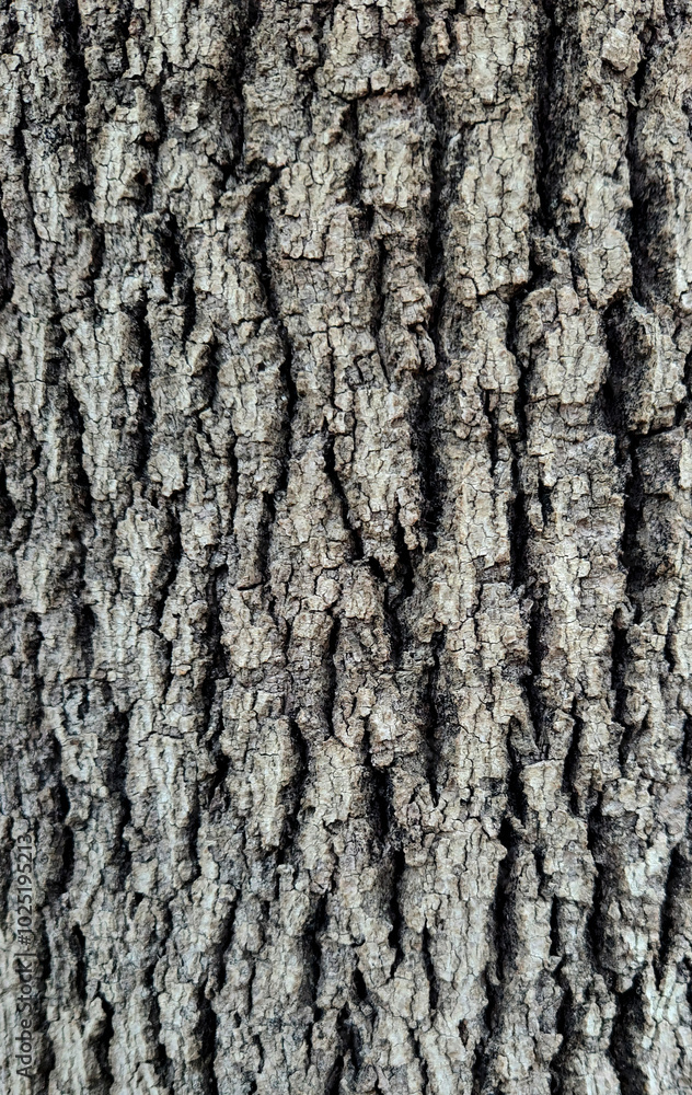 Bark texture of the kurrajong (Brachychiton populneus) tree Bark texture of the kurrajong (Brachychiton populneus) tree