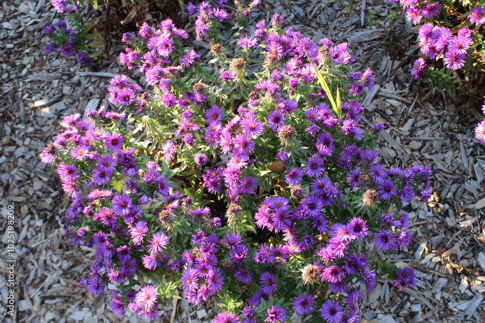 lavender flowers in the garden lavender flowers in the garden