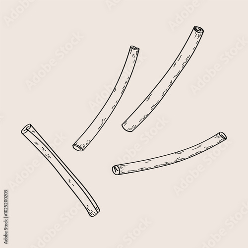 Vector illustration with Cinnamon sticks, bark brown spice. Hand drawn set with rolled cinnamons. Spicy seasoning, condiment aromatic ingredient for cooking, backing. Isolated background. Line art